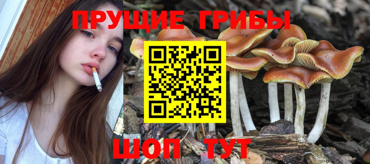 Королёв  Галлюциногенные грибы Psilocybe  Вход с VPN  Псилоцибиновые грибы Psilocybe 